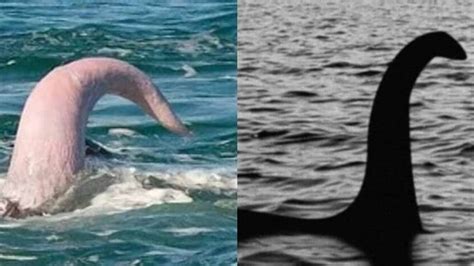 pene de una ballena|El pene de la ballena azul 